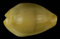 藏品(黃寶螺)的圖片